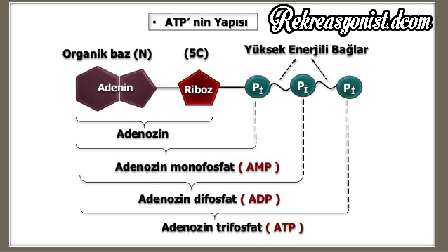 ATP'nin yapısı