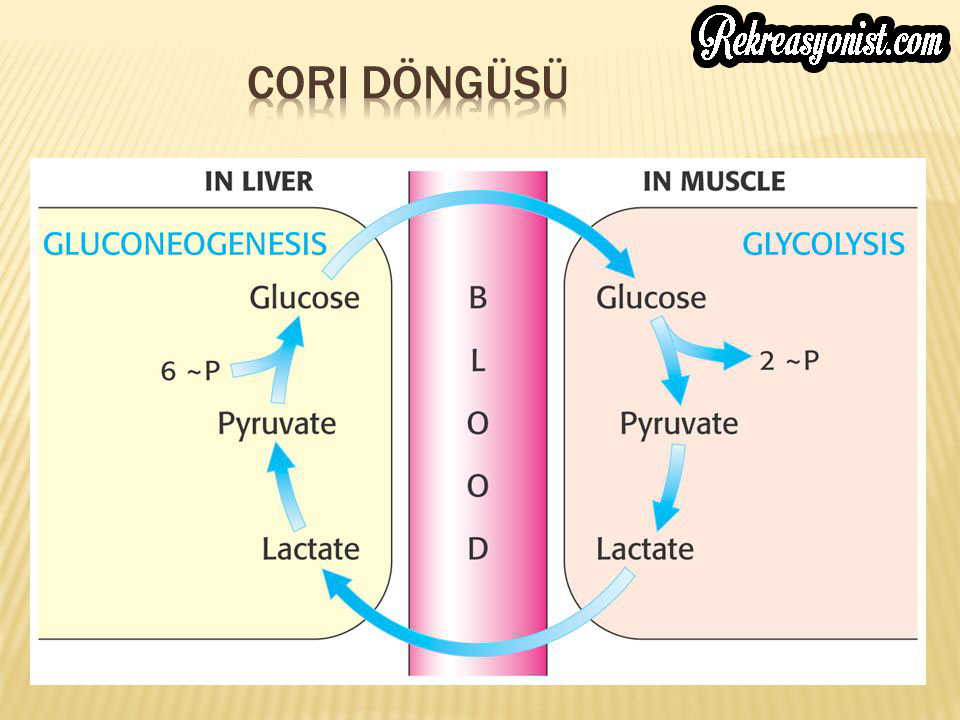 Cori Döngüsünde Glikoneojenesiz