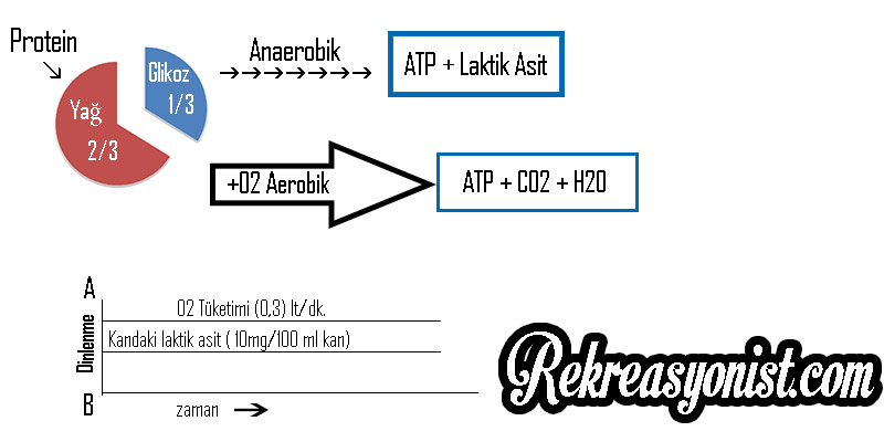 Dinlenme Sırasında Aerobik ve Anaerobik Enerji Metabolizması