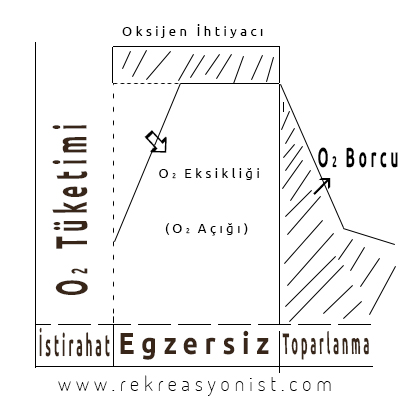 Maksimal egzersizlerde O2 Borcu