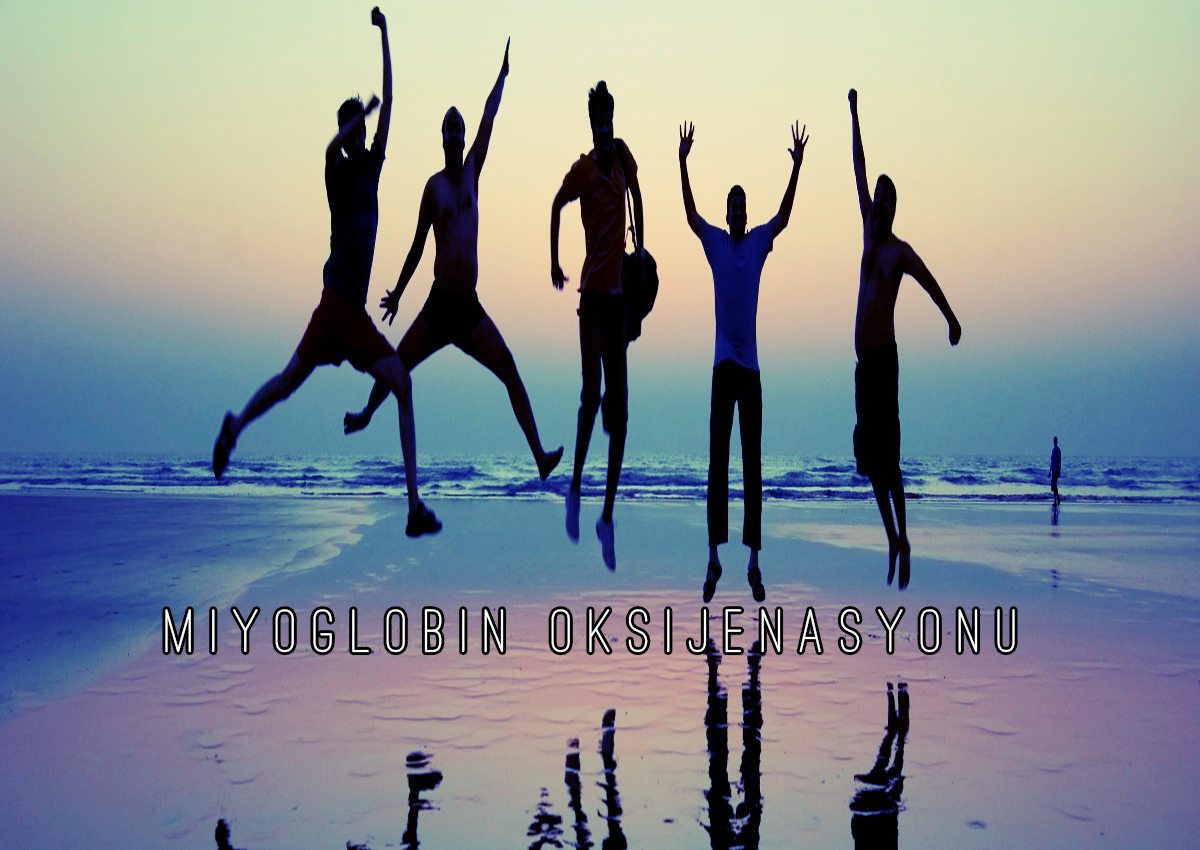 Miyoglobin Oksijenasyonu
