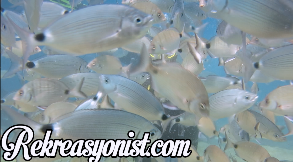 Fethiye Scuba Diving Maceram