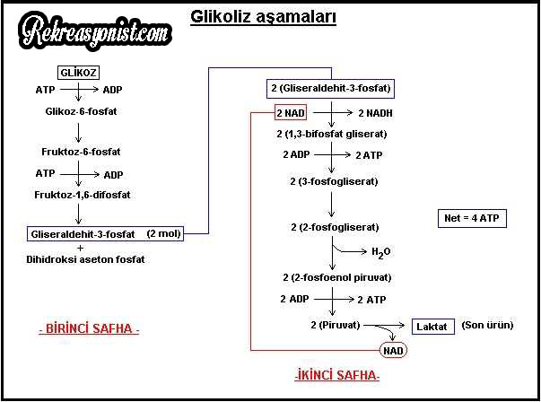 Glikozun Aerobik ve Anaerobik Metabolizması