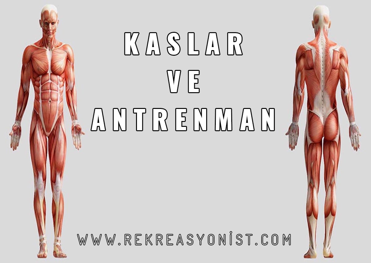 Kaslar ve Antrenman