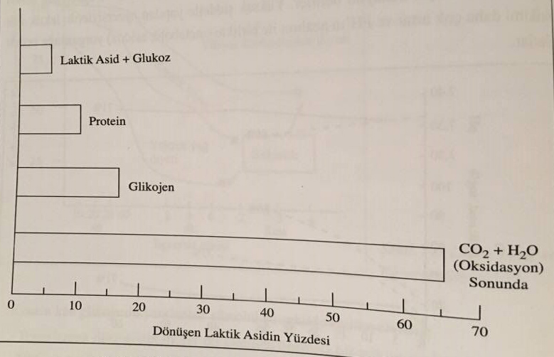 laktik asidin dönüşüm fizyolojisi