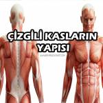 Çizgili Kasların Yapısı