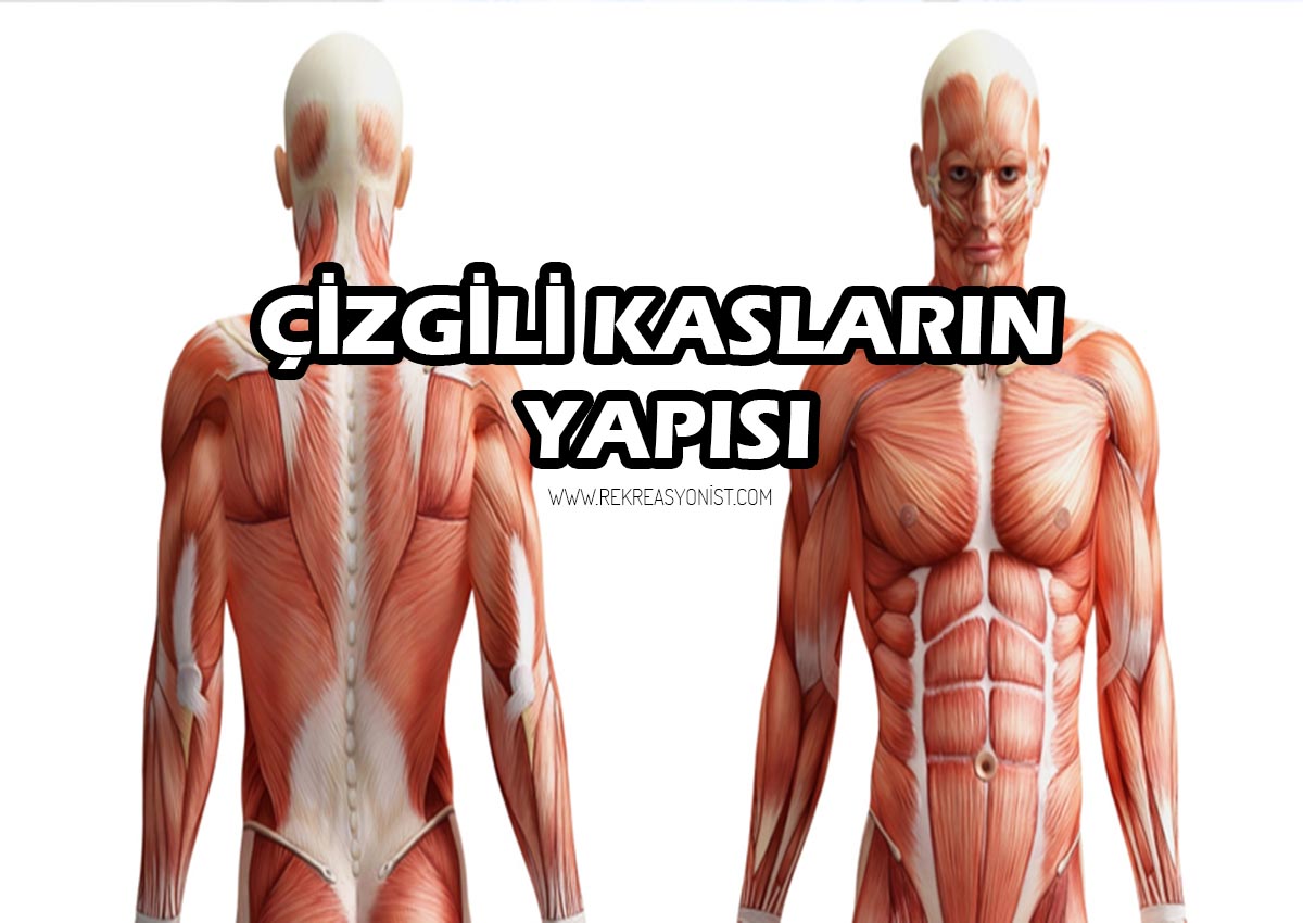 Çizgili Kasların Yapısı