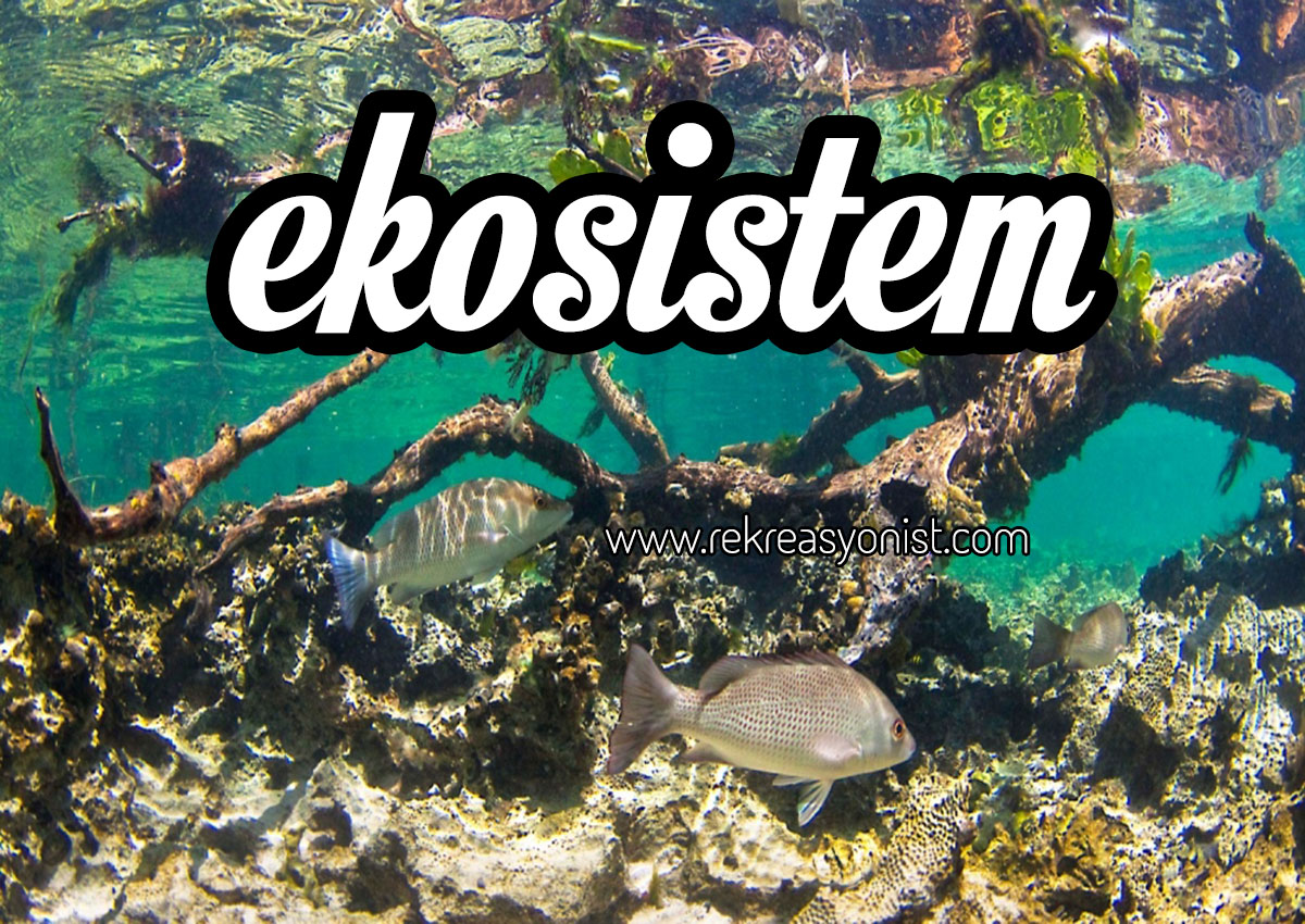 ekosistem