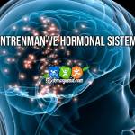 Antrenman ve Hormonal Sistem