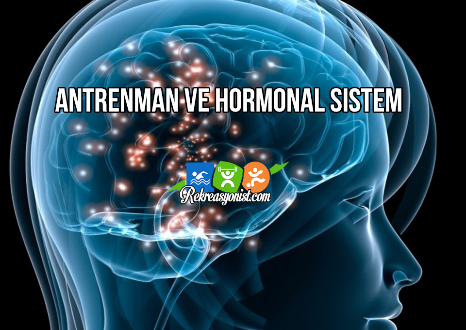 Antrenman ve Hormonal Sistem