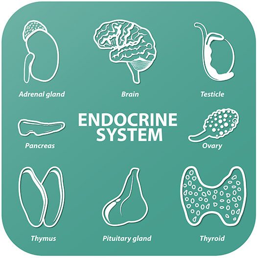 Endokrin Sistem