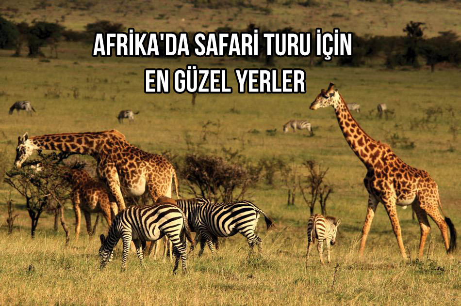 Afrika'da Safari Turu