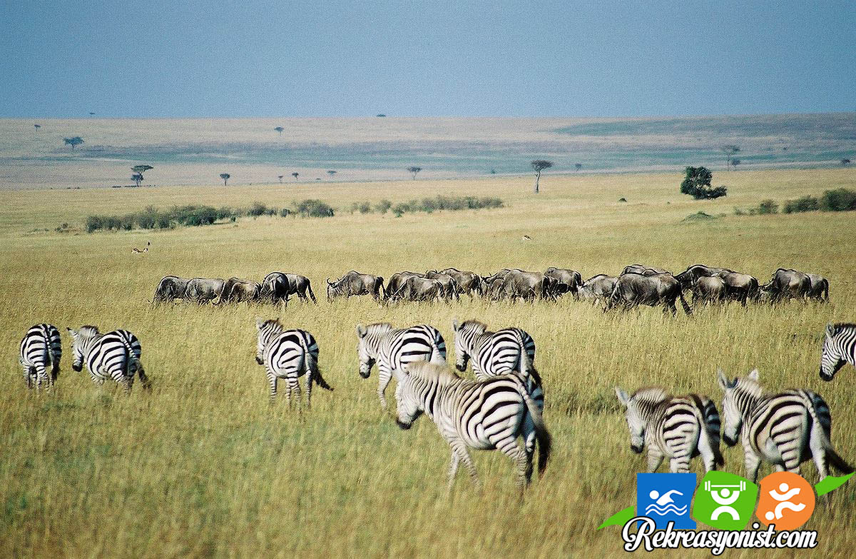 Masai Mara Milli Parkı, Kenya