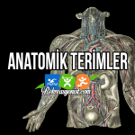 Anatomik Terimler