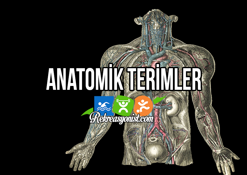 Anatomik Terimler