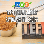 Teff Tohumu Nedir? Faydaları Nelerdir?
