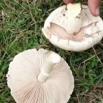 Doğada Toplanabilen ve Yenilebilir Mantarlar