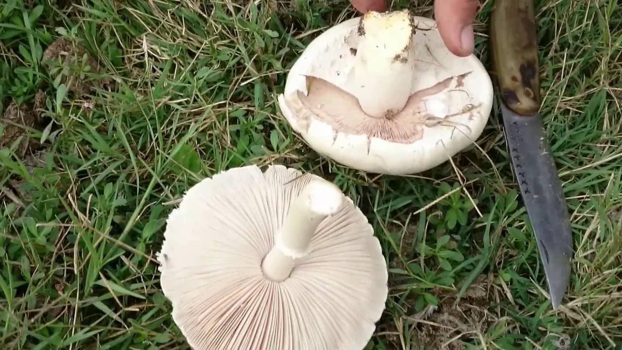 Doğada Toplanabilen ve Yenilebilir Mantarlar